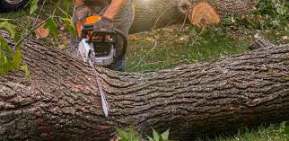 Best Tree Removal  in Russell, GA