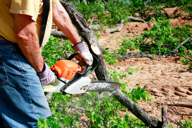 How Our Tree Care Process Works  in  Russell, GA